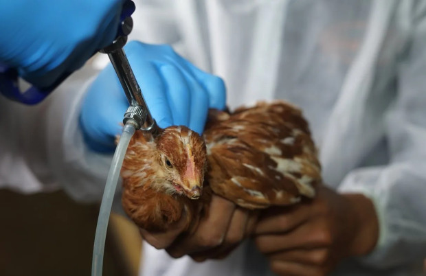 Вторично огнище на птичи грип в най-голямата птицеферма у нас