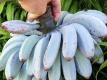 Наричат го "сладоледен банан": Има син цвят и аромат на ванилия