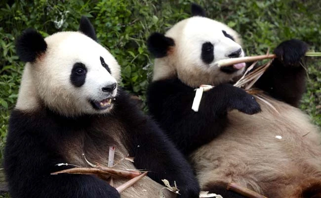 Си Дзинпин обеща върне двойка панди в САЩ като "пратеници на приятелството"