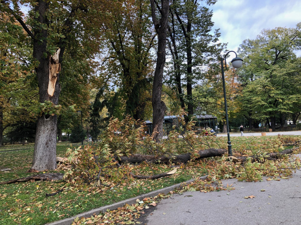 TD Силният вятър в Пловдив счупи голямо дърво в Цар Симеоновата градина