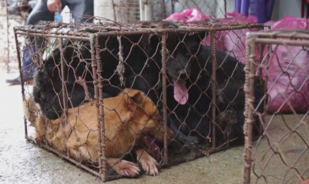 Южна Корея възнамерява да забрани консумацията на кучешко месо и така да