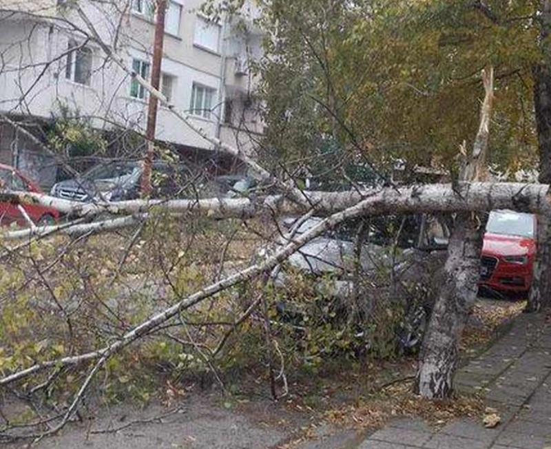 Заради ураганните ветрове: Дърво се стовари върху автомобил в Плевен