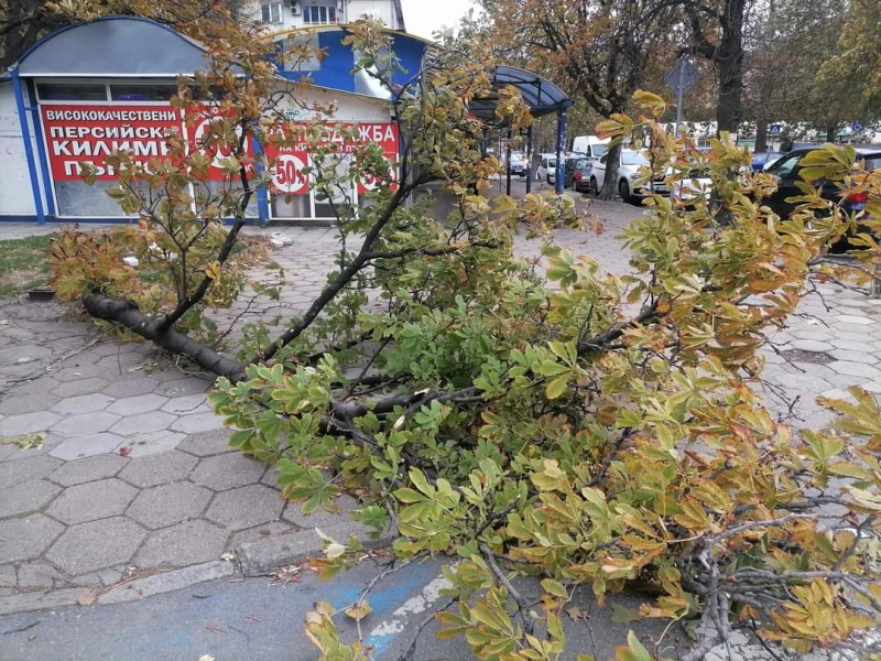 Пожарникари са разчиствали паднали клони и ламарини след силния вятър в Сливен