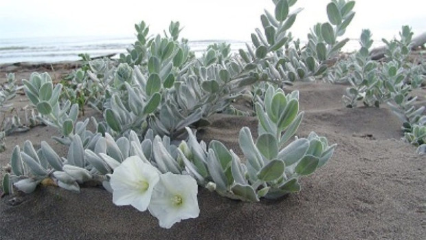 Изключително рядко растение може да се види на варненски плаж.