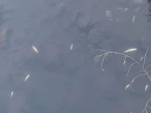 Отново сигнал за умряла риба в река Черна в Смолян