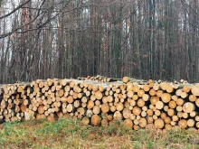 Кражба на дърва разследват в Горнооряховско