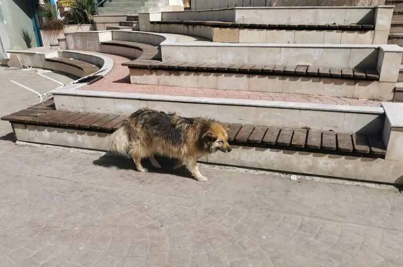 Безплатно ще кастрират, ваксинират и чипират кучета в община Девин