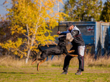 За първи път Стара Загора е домакин на Шампионат за работни кучета "Купа Тракия"
