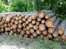Жител на Садово откраднал дървесина на стойност около 1000 лева