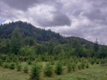 Започва продажбата на коледни елхи в Държавно горско стопанство - Смилян