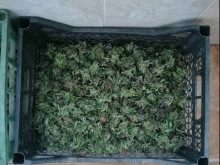 Голямо количество марихуана и оранжерия за отглеждане на коноп откриха на два адреса в Казанлък