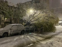 Зимата се развихри с пълна сила в Пловдив, десетки са падналите дървета