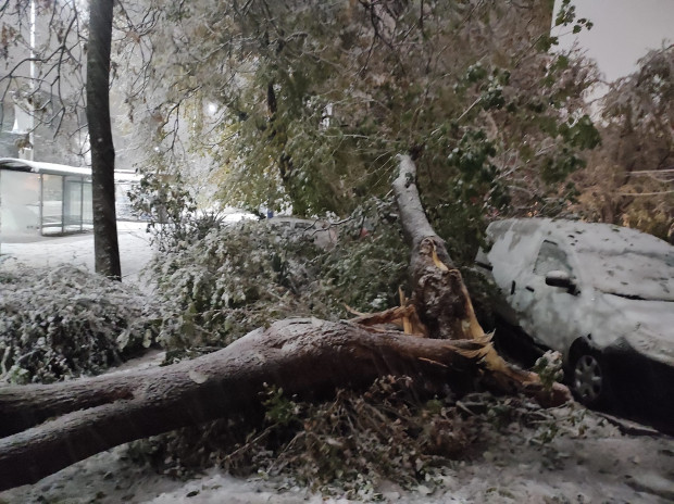 TD Огромно дърво се е стоварило на земята след обилния снеговалеж