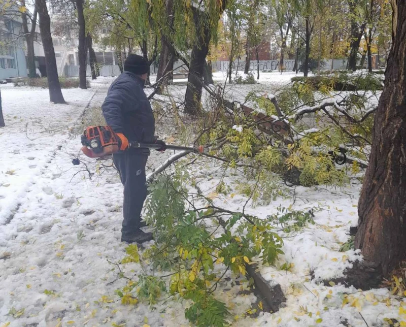 Ето на кой телефон в Пловдив да звъните за паднали и опасни дървета