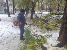 Ето на кой телефон в Пловдив да звъните за паднали и опасни дървета