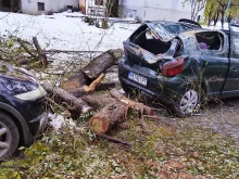 Пловдив е като след война, погромът от паднали дървета е в целия град