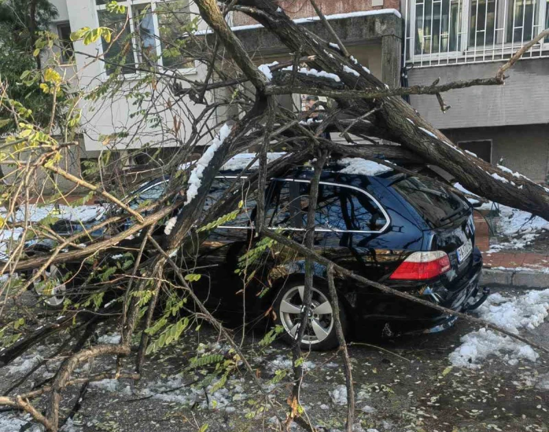 Огнеборците в Пловдив: Имаме стотици сигнали за паднали дървета върху коли, ликвидирахме и 6 пожара