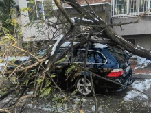 Огнеборците в Пловдив: Имаме стотици сигнали за паднали дървета върху коли, ликвидирахме и 6 пожара