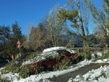 Кола остана затрупана под клоните на дърво в ж.к. "Младост-2" в столицата