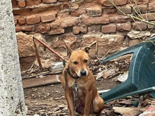 Покъртителна история на кучето Берта от Пазарджик