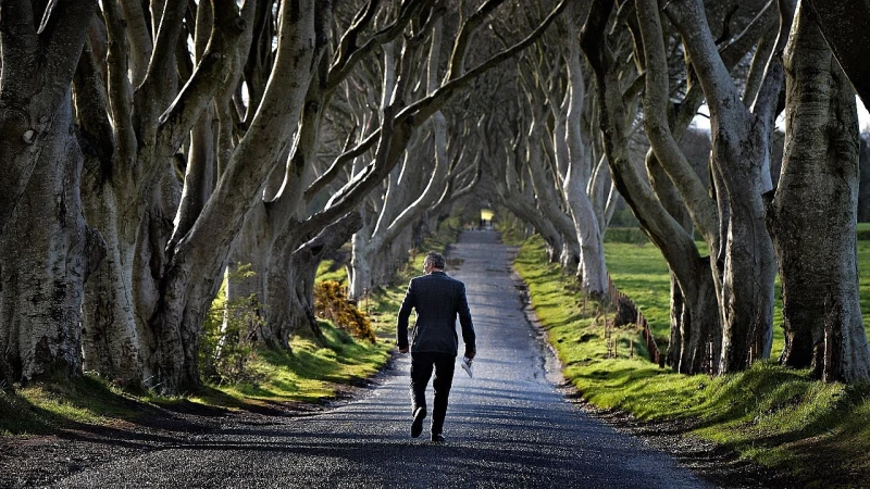 В Северна Ирландия изсичат знаменитите черни букове от "Игри на тронове"
