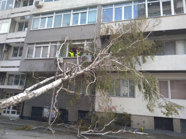 От район Приморски докладват за 500 повалени вследствие на бедствията