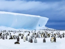 Най-големият айсберг в света може скоро да изчезне