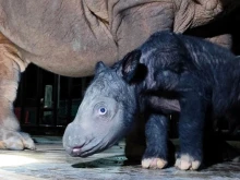 В Индонезия се роди рядък вид носорог