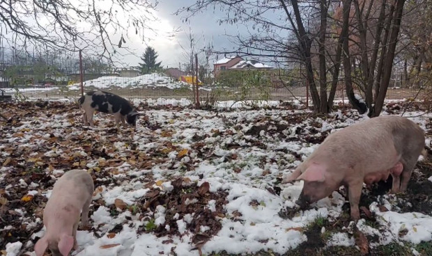 В столичния квартал Орландовци три прасета обикалят на воля. Това стана