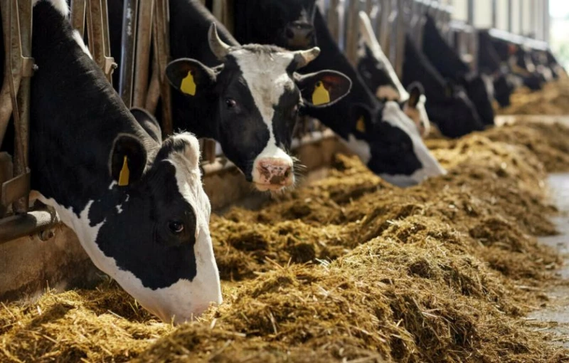 ЕС изключва говедовъдните ферми от правилата за замърсяващите емисии от селскостопански и промишлени дейности, Радан Кънев води досието