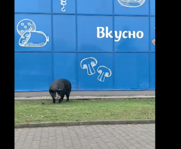 TD На бул България непосредствено до Лидъл прасе си обикаля необезпокоявано видя