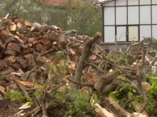 Раздават на уязвими групи падналата дървесина от бурята във Варна