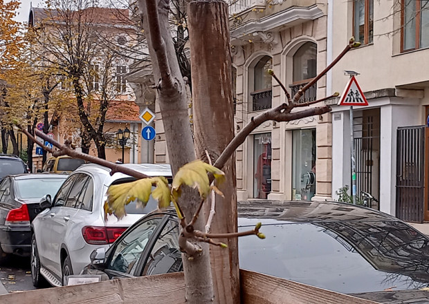 Дръвчета във Варна напъпиха посред зима. Какво ни очаква?
