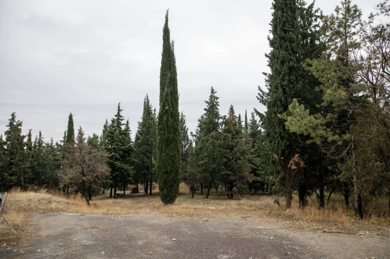 Община Стара Загора търси вариант за запазване на над 70 дървета в имот, отреден за строеж на жилищен блок