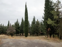 Община Стара Загора търси вариант за запазване на над 70 дървета в имот, отреден за строеж на жилищен блок