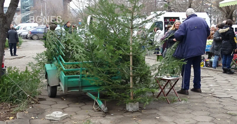 Рекордни цени на живите елхи във Варна