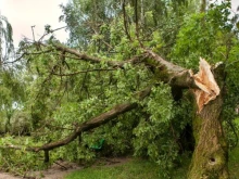 Дърво падна върху мъж в Русенско след опитите му да го отсече 