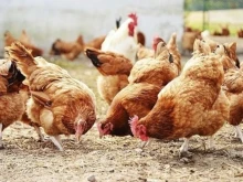 Земеделци: Инфлуенцата по птиците може да доведе до фалит на целия бранш