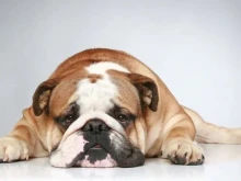 Кои са най-мързеливите породи кучета?