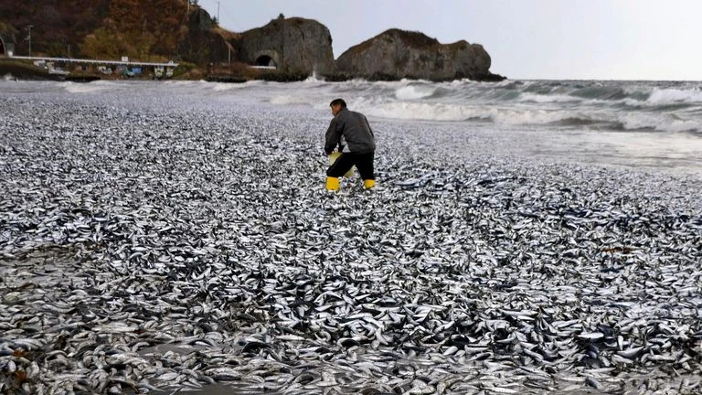 Тонове мъртва риба изплуваха на плаж в Япония