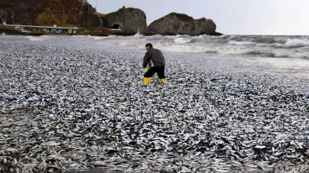 Рибата, предимно сардини и малко скумрия, е изхвърлена на брега
