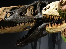 Останки на две бебета динозаври са открити в стомаха на Т-Рекс  