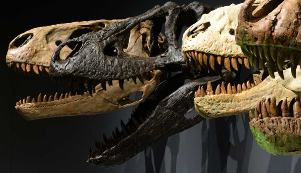 Учени в Канада откриха останките на тиранозавър рекс с две