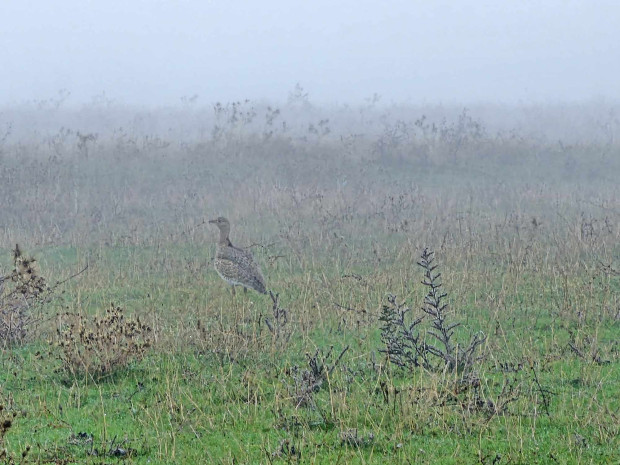 Rare Sight: Endangered Ruffed Grouse Spotted in Bulgaria’s Haskovo Region