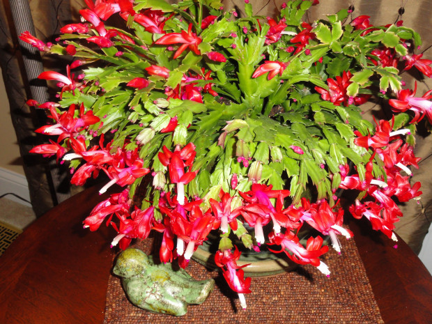Коледният кактус или коледниче е дълготрайно растение с плоски сегментирани