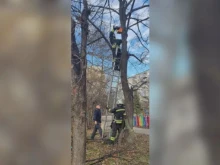 Столични пожарникари помогнаха на катеричка, заклещила главата си в къща за птици
