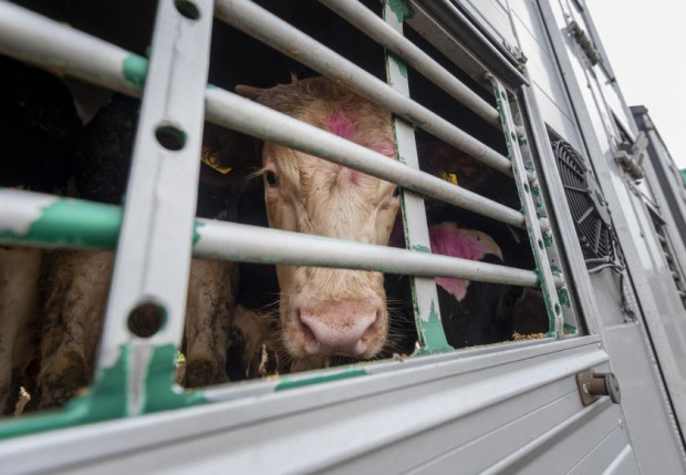 Забрана за превоз на животни при екстремни температури и ограничаване