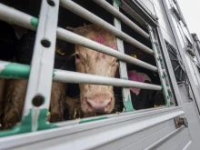 Забрана за превоз на животни при екстремни температури искат зоозащитници