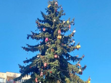 17-метрова жива коледна елха грейна в светлини и озари столичния квартал "Мусагеница"