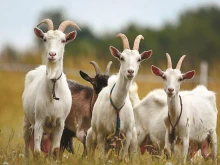 Младежи откраднаха пет кози от плевенско село